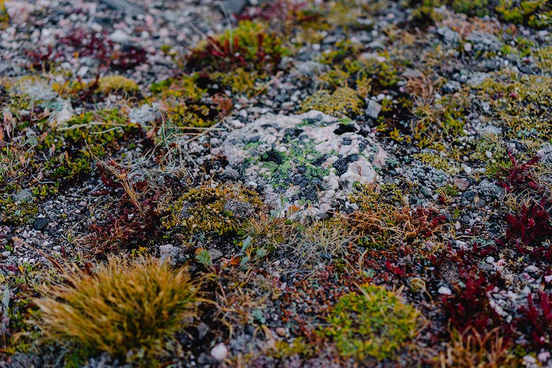 Closeup of the flora on the ground at Rocky Mountain National Park.