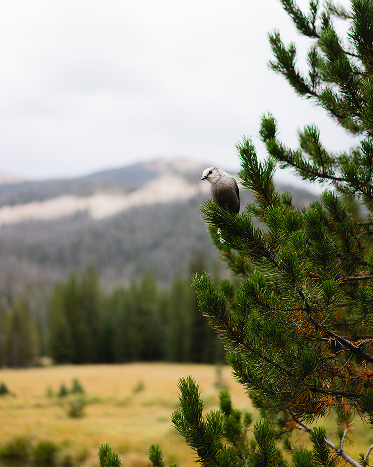 A white and grey bird sits atop a branch of a pine tree.