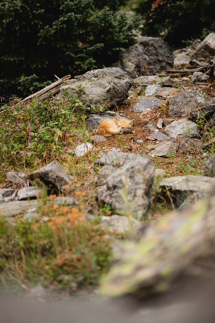 A fox sleeping in a clearing in Rocky Mountain National Park.